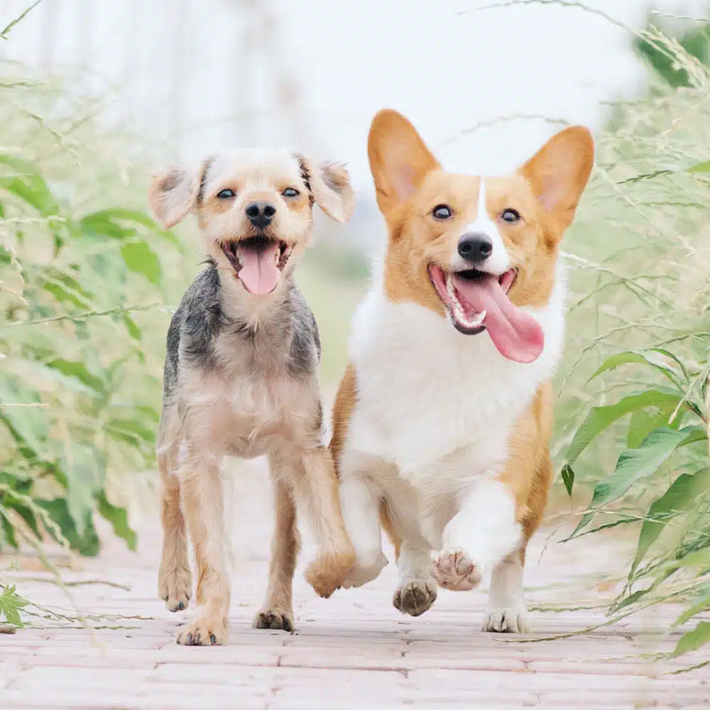 2 happy dogs